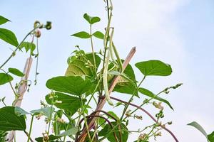 vert des haricots croissance Frais sur le plantation photo