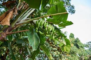 banane bonheur. une Frais vert banane arbre dans ses Naturel habitat photo