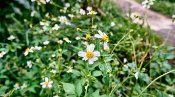 sauvage beauté. fermer de tanacetum fleurs dans le sauvage plantation photo