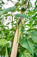 vert des haricots croissance Frais sur le plantation photo