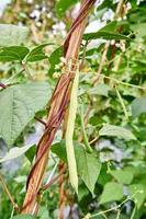 vert des haricots croissance Frais sur le plantation photo