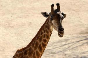 une grand girafe vies dans une zoo dans tel aviv. photo