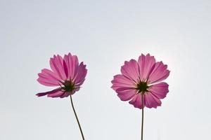 fleurs de cosmos rose photo