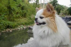 côté vue mignonne souriant blanc chihuahua visage séance dans le parc avec copie espace. photo