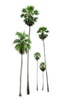 palmier isolé sur fond blanc photo