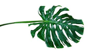 motif de feuilles vertes, feuilles de monstera isolées sur fond blanc, inclure un tracé de détourage photo