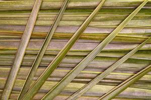vert feuilles motif, feuille noix de coco texture photo