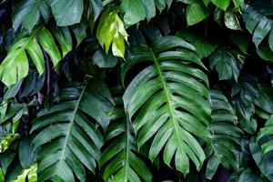 motif de feuilles vertes, feuilles de monstera dans la forêt pour le fond de la nature photo