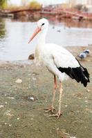 cigogne près le lac. portrait de une cigogne photo