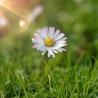 belle fleur de marguerite blanche dans la nature photo