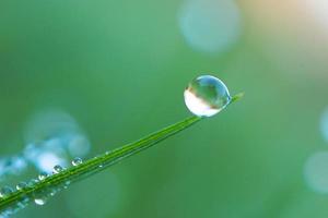 goutte de pluie sur la feuille d'herbe verte photo