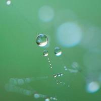 goutte de pluie sur la feuille d'herbe verte photo