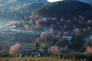 paysage de magnifique sauvage himalayen Cerise épanouissement rose prunus cérasoides fleurs à phu lom lo loei et phitsanulok de Thaïlande photo