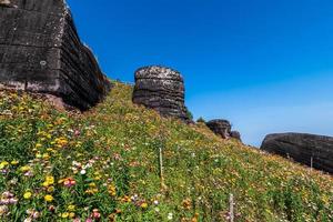 magnifique Prairie fleurs sauvages paille fleur dans le montagnes phu hin rong kla nationale parc, Thaïlande photo