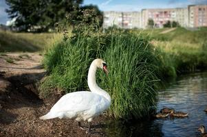 une grand blanc cygne des stands près le banque de une rivière dans lequel canards nager photo