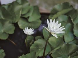 lotus épanouissement blanc fleurs dans le étang photo