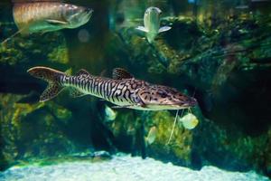 tigre rayé Poisson-chat aquarium lumière flottant dans le l'eau parmi le récifs photo