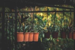 cactus dans fleur pot, fleur dans le jardin photo