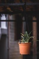 cactus dans fleur pot, fleur dans le jardin photo