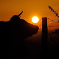 silhouette d'une vache au coucher du soleil dans le pré photo