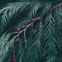 Feuilles de pin vert sur fond noir photo