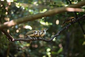 trois oiseaux sur un arbre photo