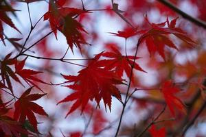 feuilles d'érable rouge en automne photo