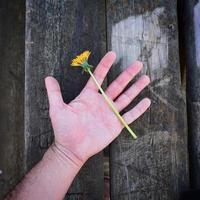 main avec une fleur jaune photo