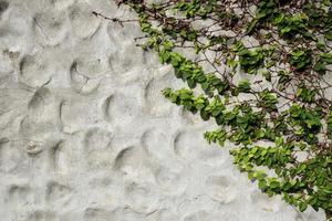 blanc stuc mur avec vert feuilles. photo
