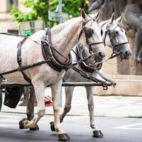 les chevaux tiré le chariot fermer photo