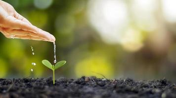 faire pousser des cultures sur un sol fertile et arroser les plantes, y compris montrer les stades de croissance des plantes, les concepts de culture et les investissements pour les agriculteurs