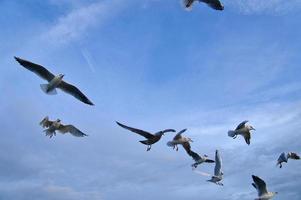 mouettes dans vol dans le ciel au dessus le baltique mer par le mer. dynamique coup photo