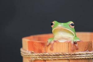 macro étape de grenouille à l'intérieur une en bois seau photo