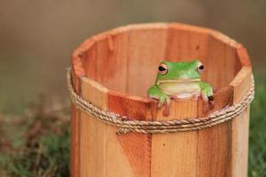 macro étape de grenouille à l'intérieur le en bois seau photo