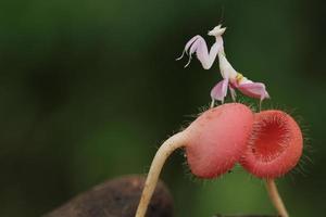 macro étape de orchidée mante photo