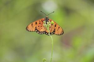 une magnifique papillon perché sur une sauvage plante pendant une très ensoleillé journée photo