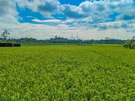 indonésien traditionnel riz agriculture paysage. indonésien riz des champs. riz des champs et bleu ciel dans Indonésie. photo
