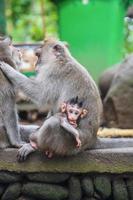 mignonne singe famille avec une bébé photo