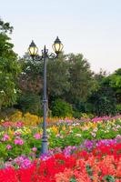 rue éclairage de lanternes dans parc avec fleurs photo