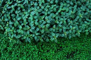 plante innombrable Frais et vert feuilles ,beaucoup détails vert feuilles mur Contexte photo