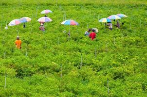 ouvriers récolte de Chili papiers dans le vallée haute Montagne le Nord de Thaïlande, 26 octobre 2018, Thaïlande, villageois collecte Chili en plein air photo