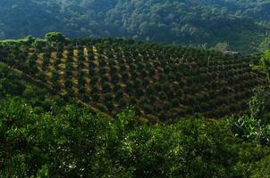 rangées d'orangers en plantation, plantation d'orangers dans le nord de la thaïlande. orangeraies. photo