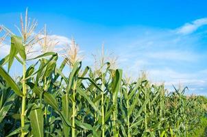 champ de maïs par temps clair, arbre de maïs sur les terres agricoles avec un ciel bleu nuageux photo