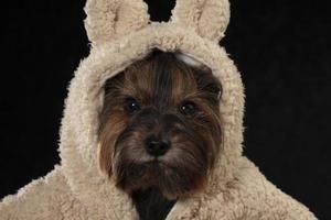 Yorkshire terrier dans une magnifique fourrure manteau avec une capuche regards à le caméra. mode pour chiens. photo