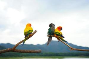 Soleil contre et vert joue conure photo