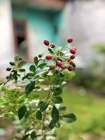gratuit photo de magnifique ixora fleurs dans le jardin pris de une haute angle