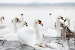 troupeau de cygnes blancs dans l'eau de source. cygnes dans l'eau. cygnes blancs. beaux cygnes blancs flottant sur l'eau. cygnes en quête de nourriture. mise au point sélective photo