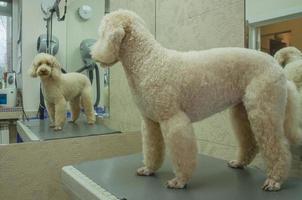 le chien sur le toiletteur table est taillé. magnifique chien la Coupe de cheveux photo