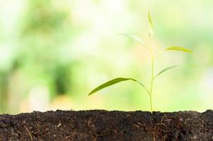 arbre en croissance sur fond naturel photo