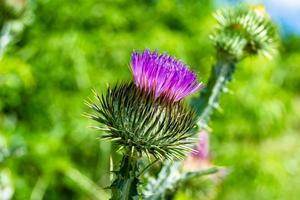 belle racine de fleur de plus en plus bardane chardon sur fond prairie photo